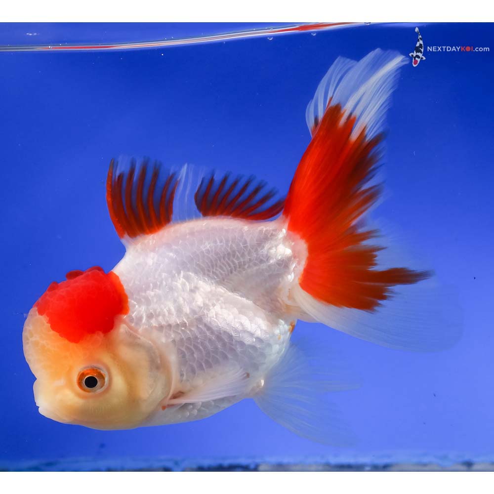 6” Imported Red and White Oranda