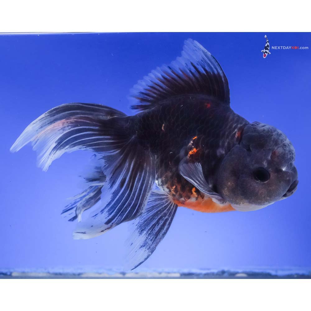 6.5” Imported Calico Oranda