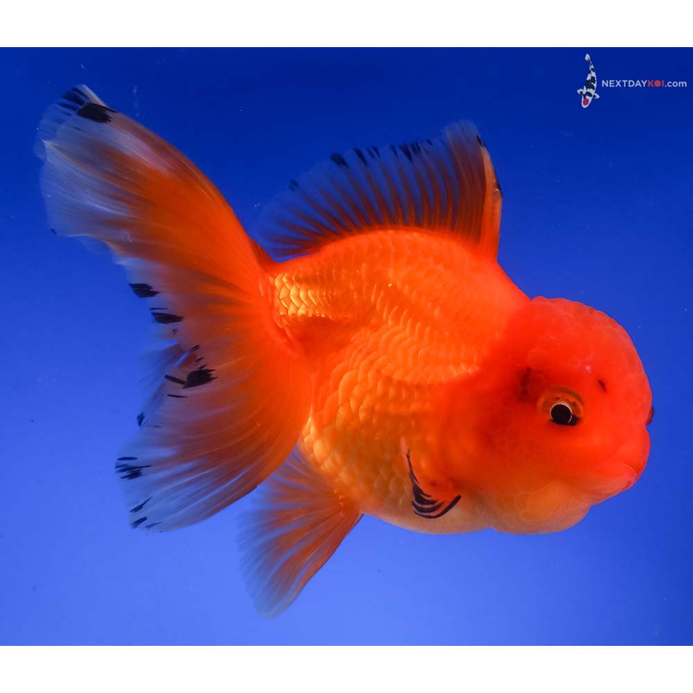 5.5” Imported Red Oranda