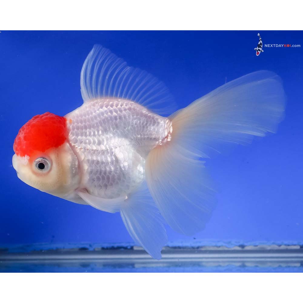 5.5” Imported Redcap Oranda