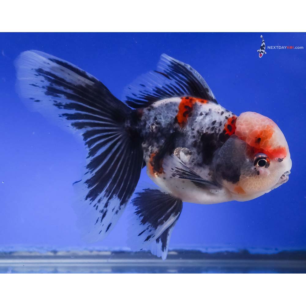 6” Imported Calico Oranda