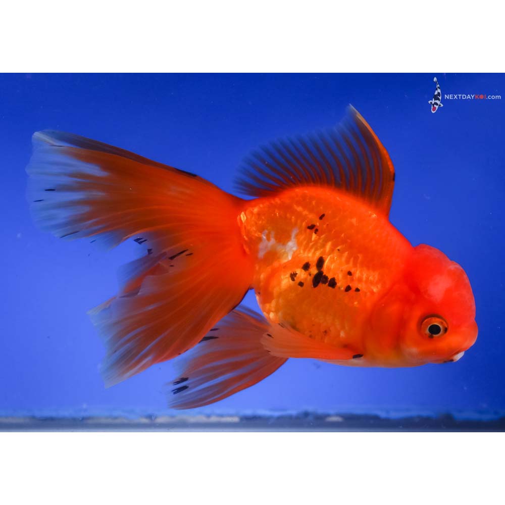 6.5” Imported Tri Color Oranda