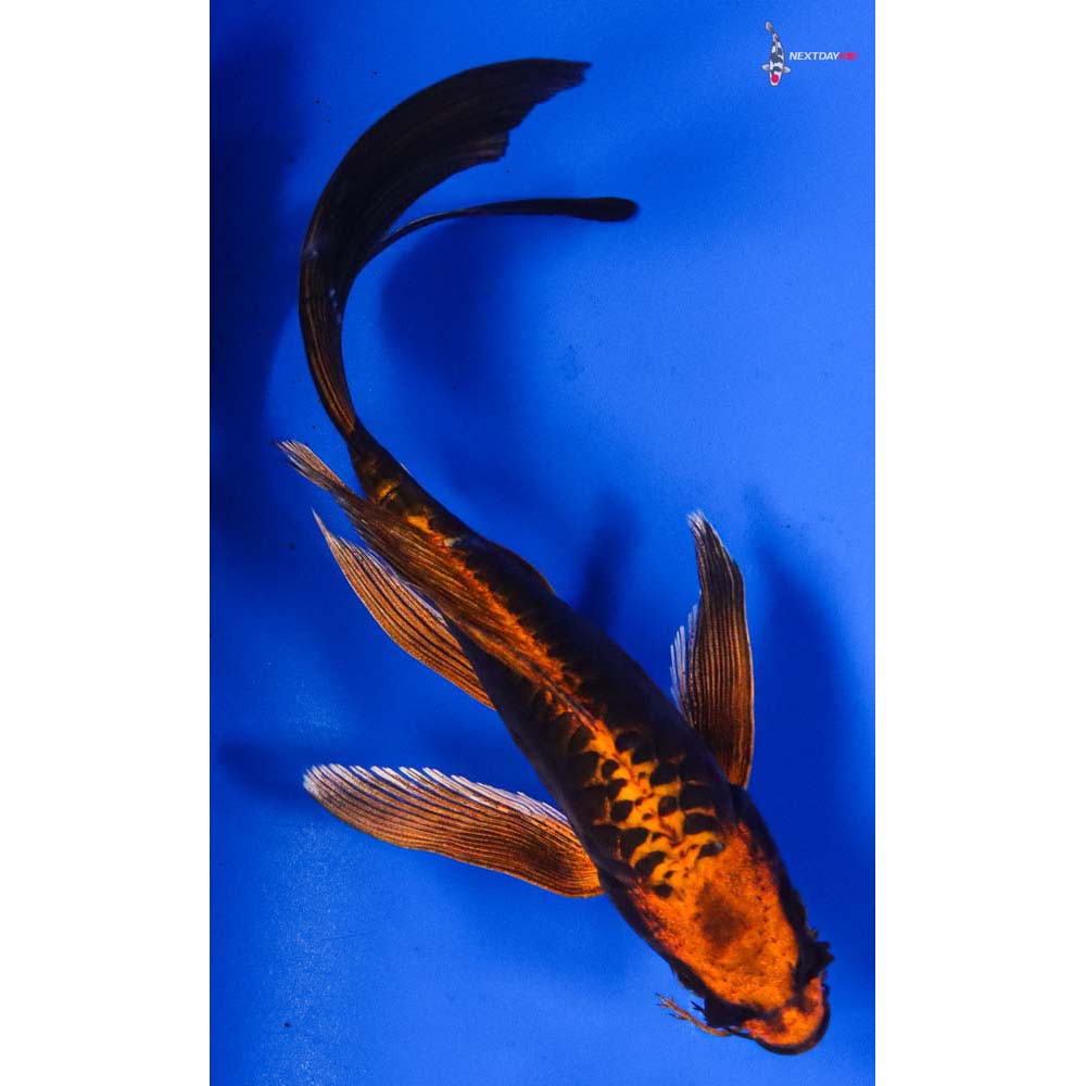 8” Imported Kin Kikokuryu Butterfly Koi