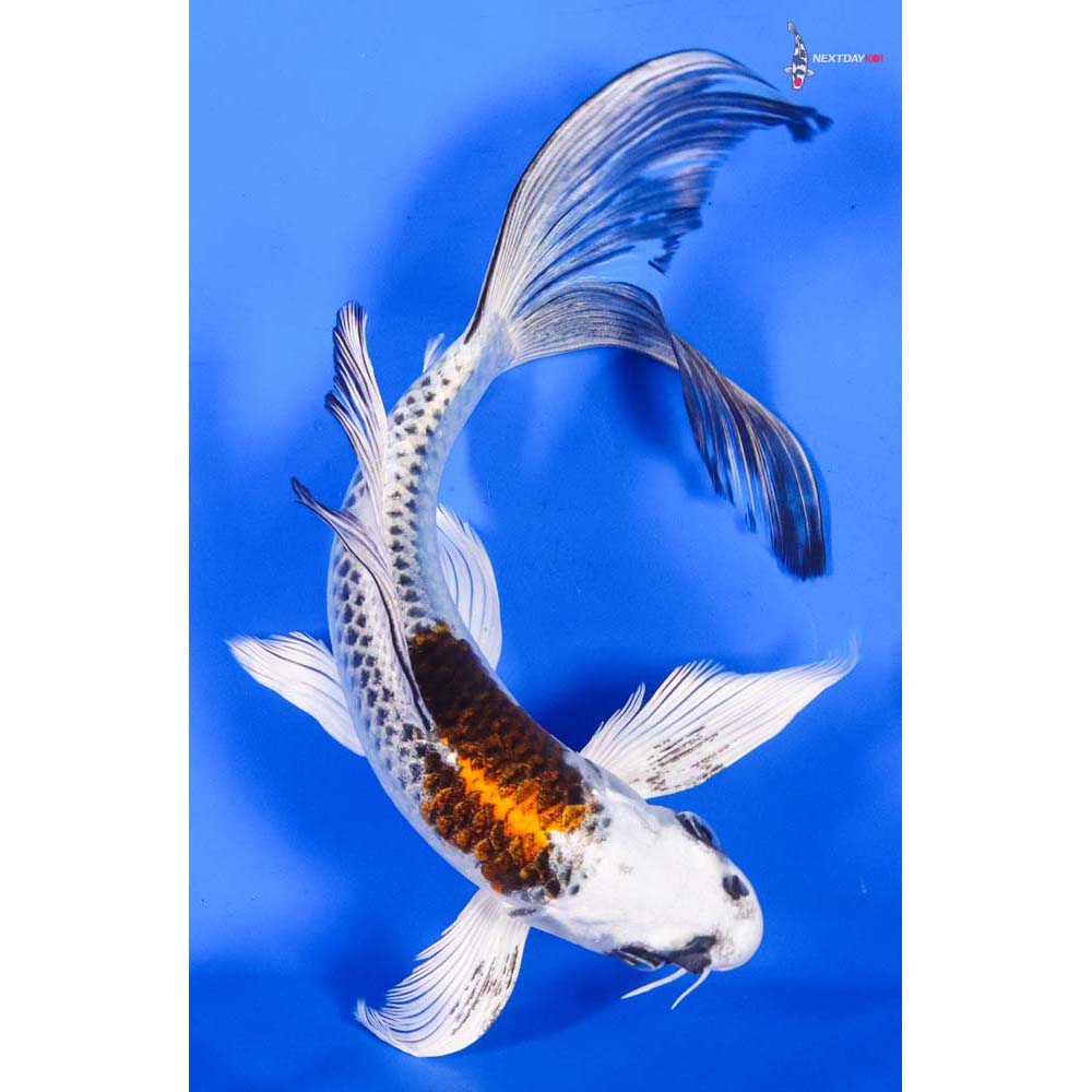 8” Imported Kujaku Butterfly Koi