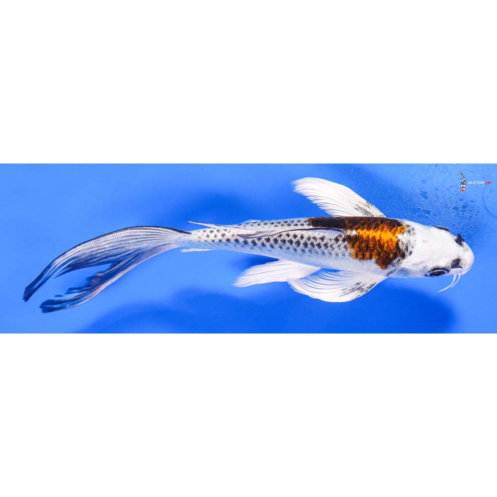 8” Imported Kujaku Butterfly Koi