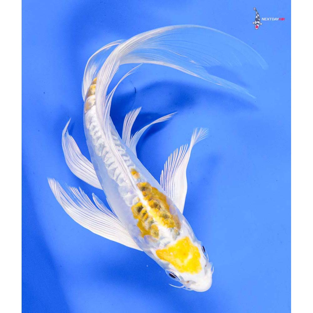 8” Imported Heisei Nishiki Butterfly Koi