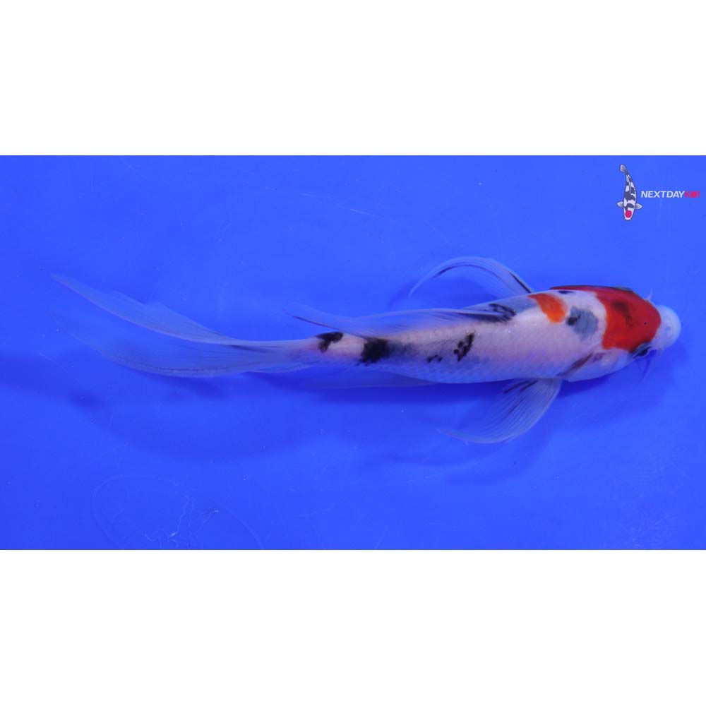6” Imported Sanke Butterfly Koi