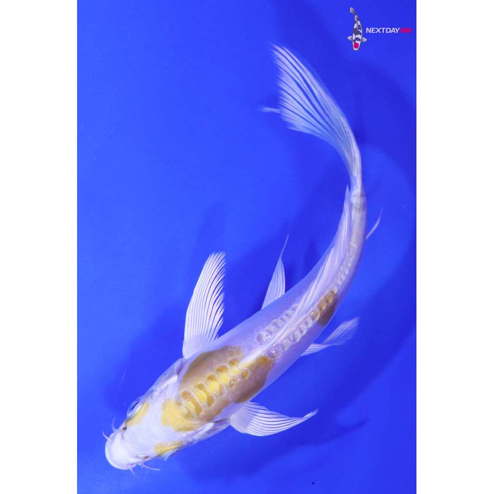 5.5” Imported Doitsu Lemon Hariwake Butterfly Koi