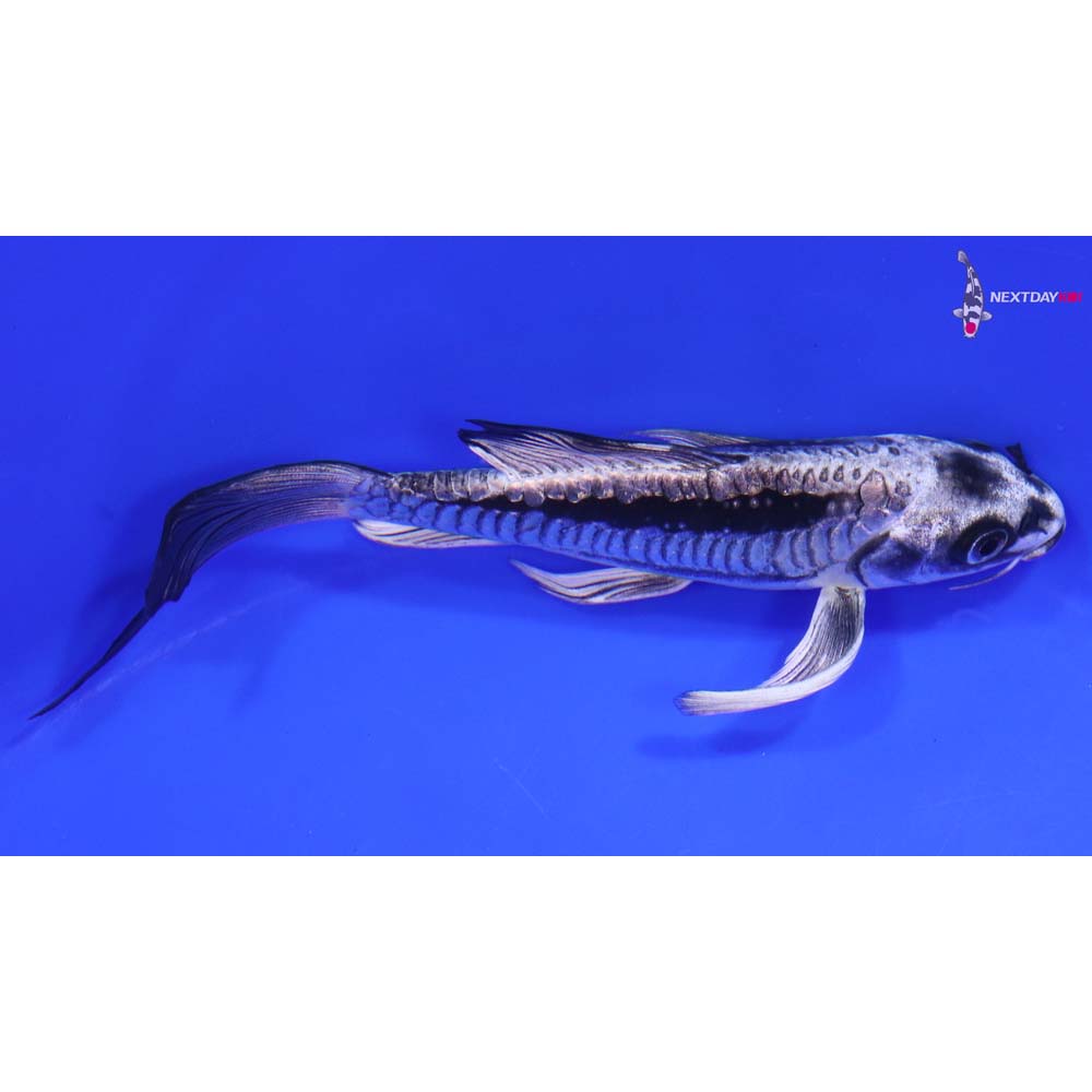 6” Imported Kikokuryu Butterfly Koi