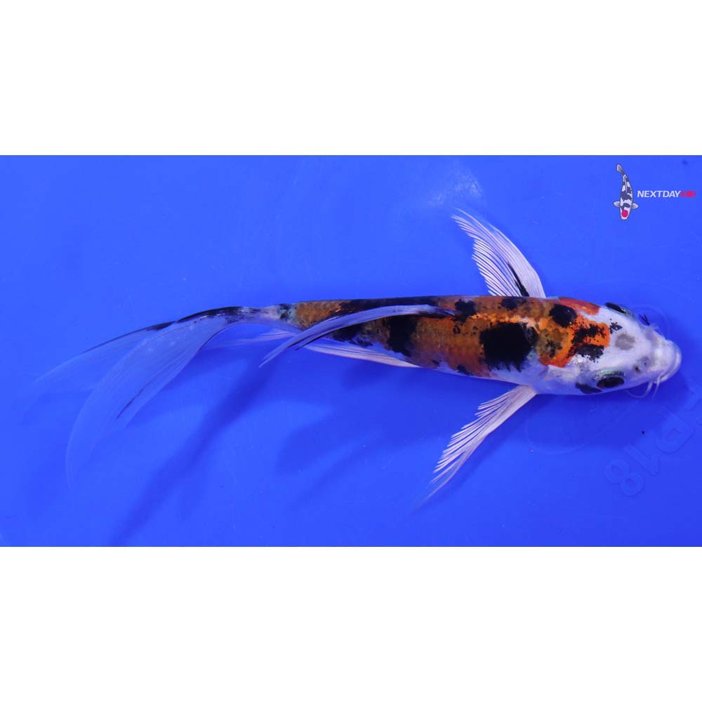 6.5” Imported Yamato Nishiki Butterfly Koi
