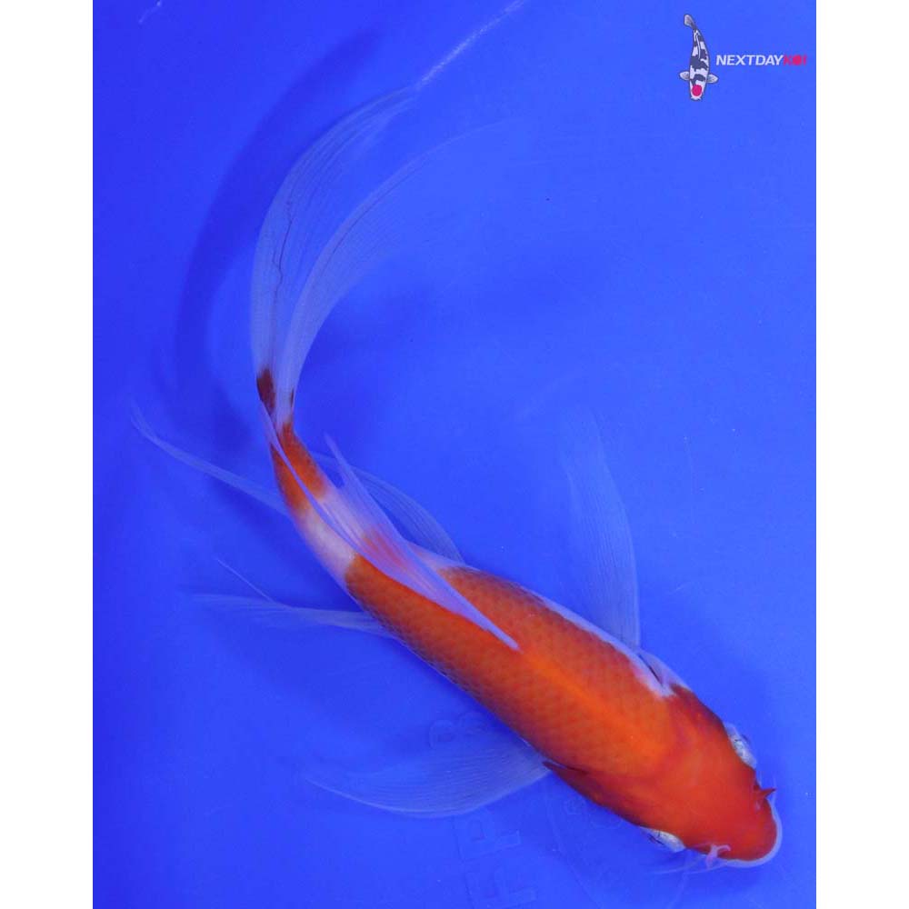 6.5” Imported Kohaku Butterfly Koi