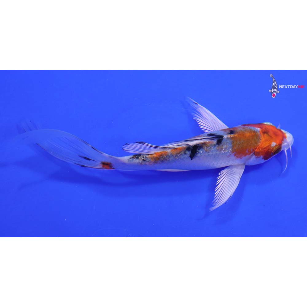 6.5” Imported Yamato Nishiki Butterfly Koi