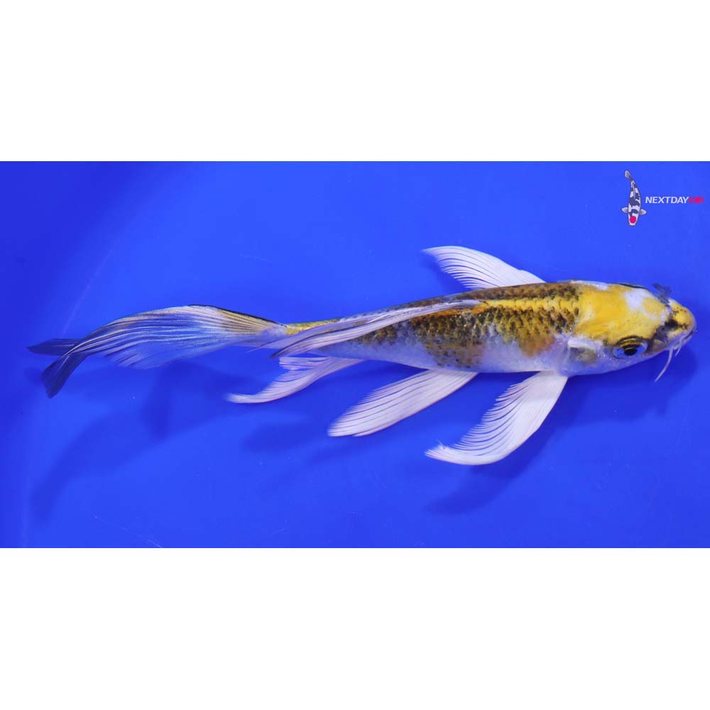 7” Imported Kujaku Butterfly Koi