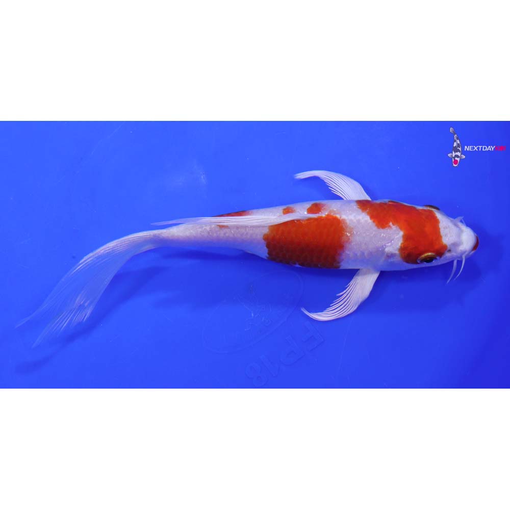 7” Imported Hariwake Butterfly Koi