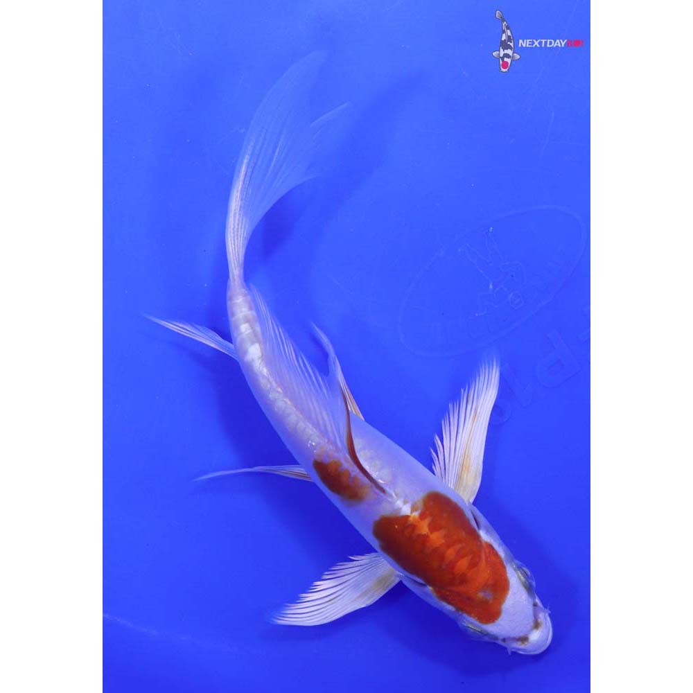 5.5” Imported Kikusui Butterfly Koi
