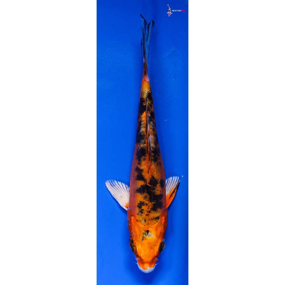 5” Imported Heisei Nishiki