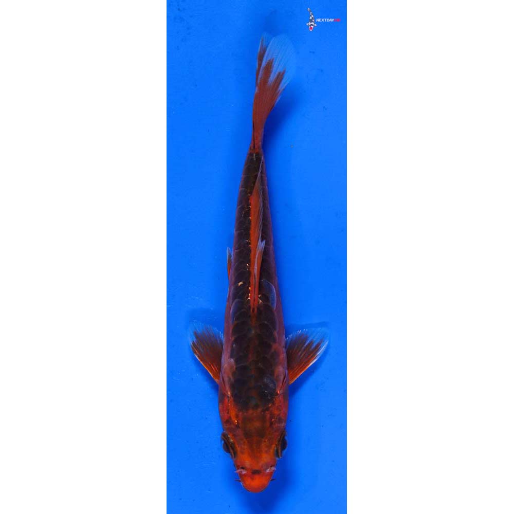 5” Imported Hana Shusui