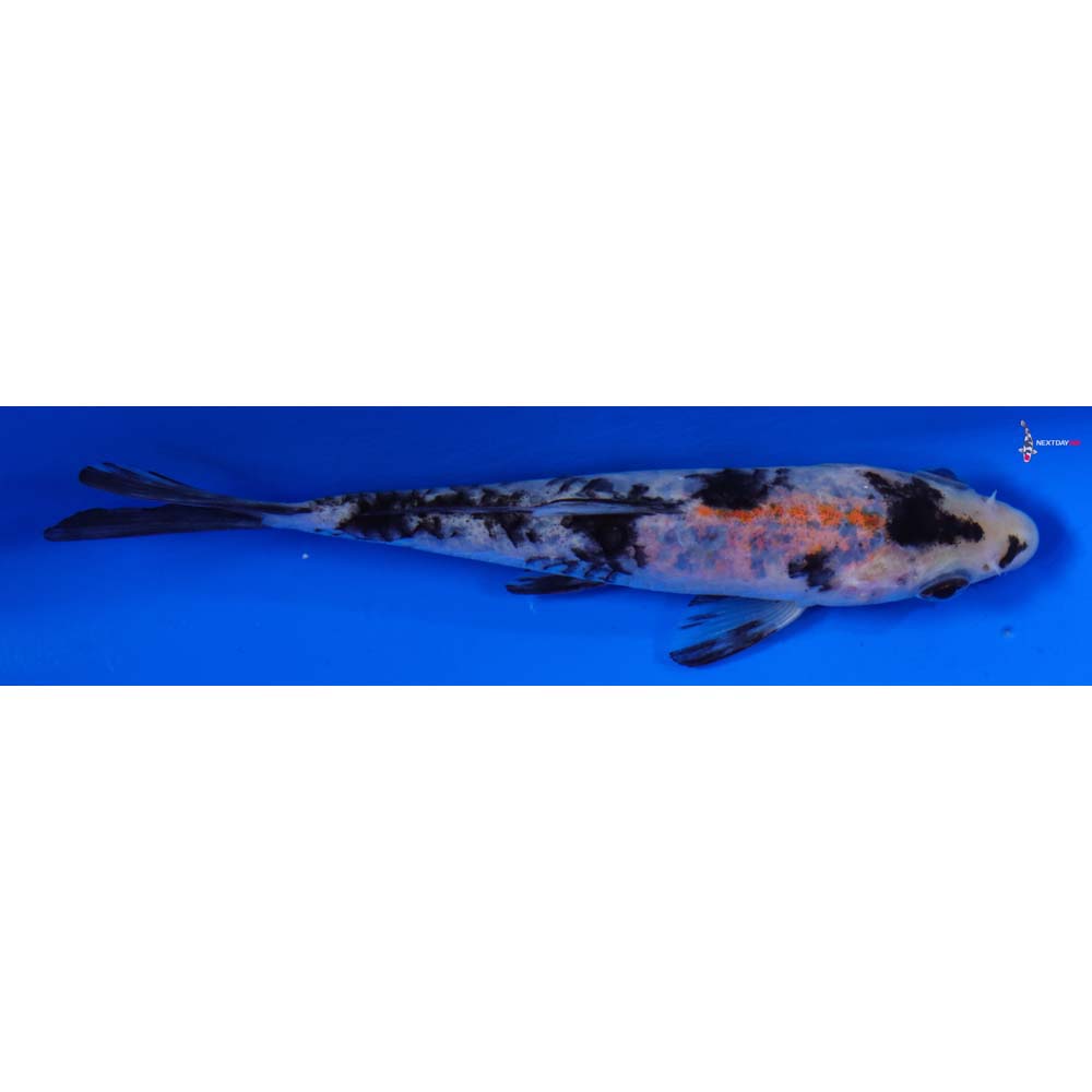 5.5” Imported Armor Scaled Showa