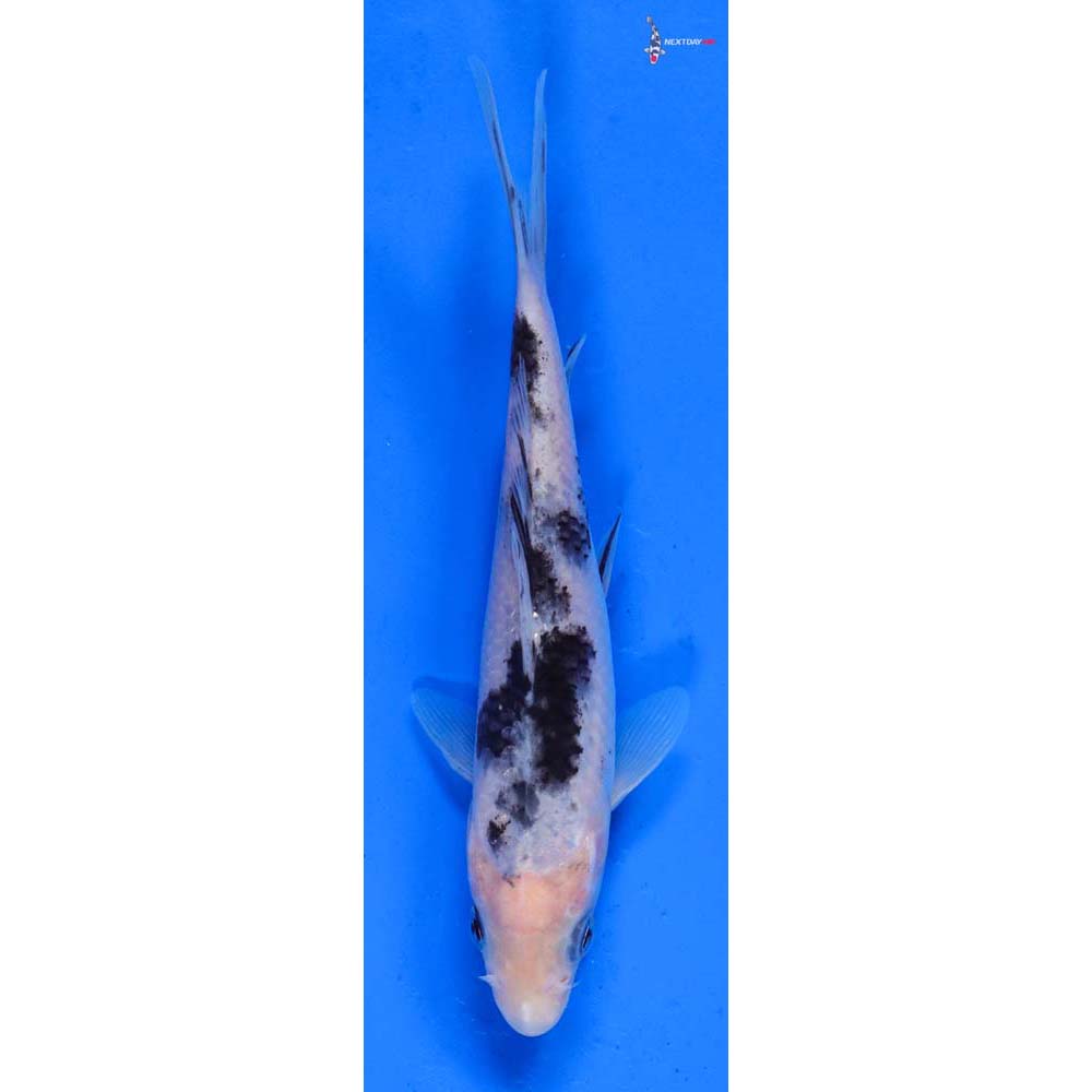 5.5” Imported Shiro Bekko