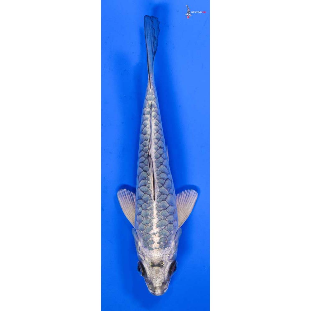 5.5” Imported Armor Scaled Gin Matsuba