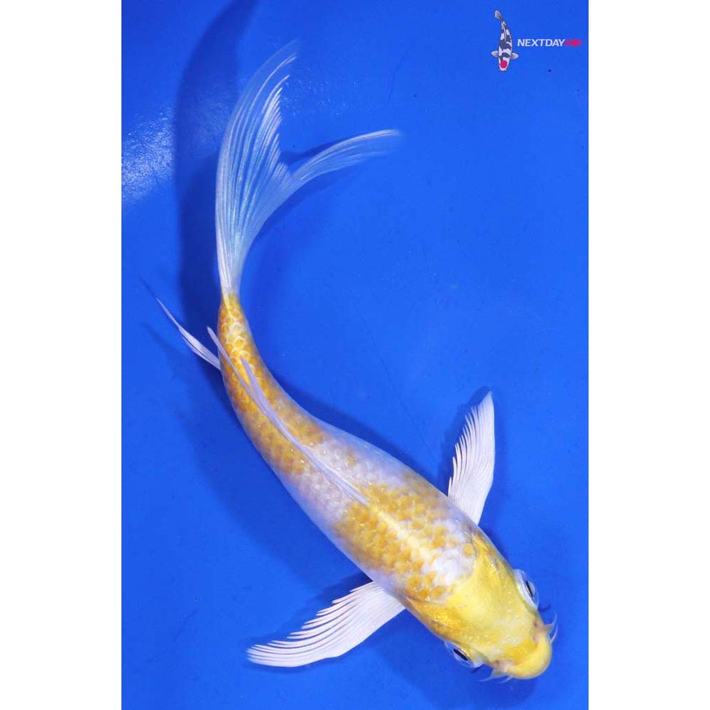 4.5” Imported Lemon Hariwake Butterfly Koi