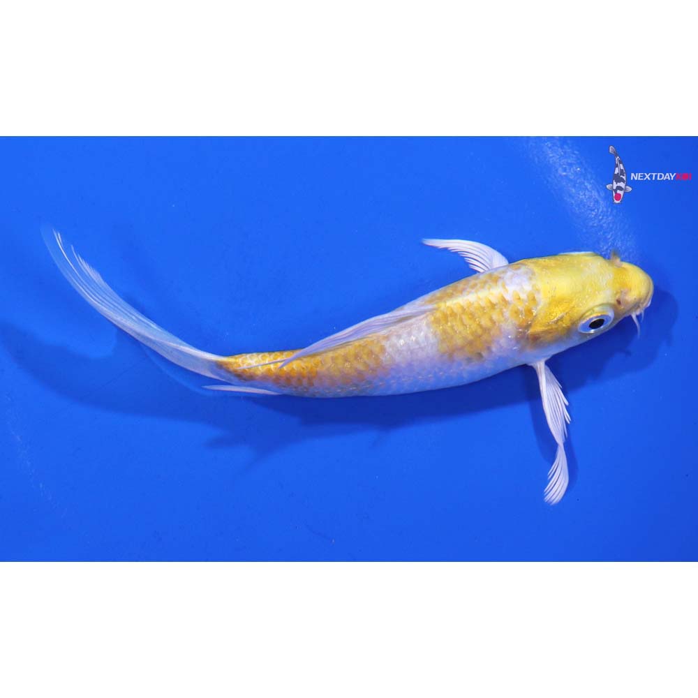 4.5” Imported Lemon Hariwake Butterfly Koi