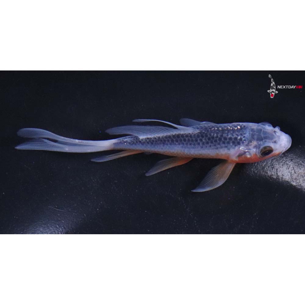 4.5” Imported Asagi Butterfly Koi