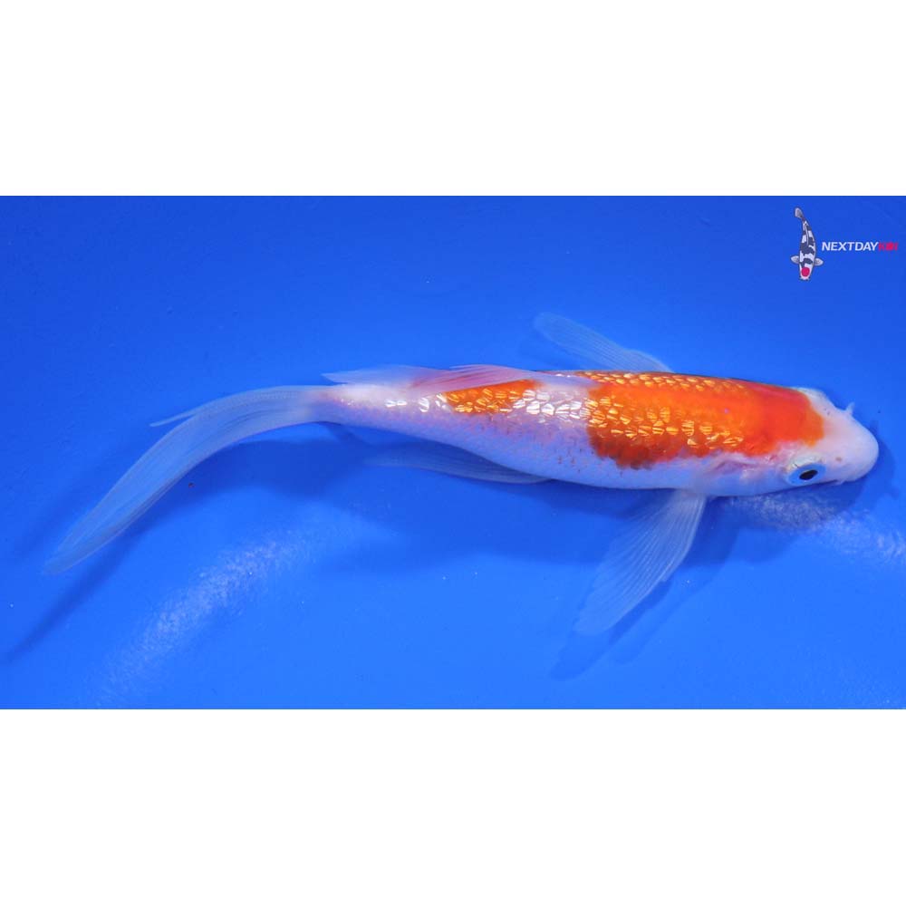 5” Imported Gin Rin Kohaku Butterfly Koi