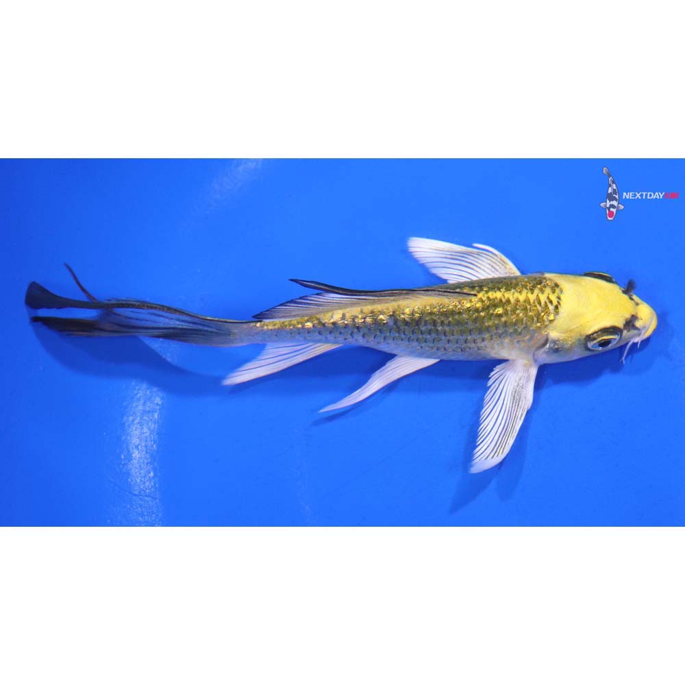 5” Imported Gin Rin Ki Matsuba Butterfly Koi