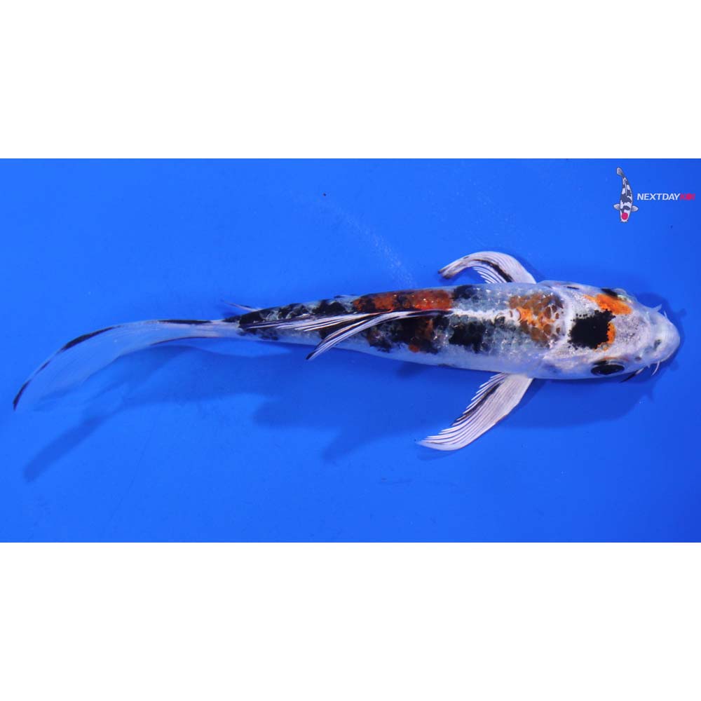 5” Imported Yamato Nishiki Butterfly Koi