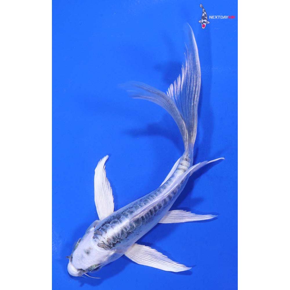 5” Imported Doitsu Blue Gin Matsuba Butterfly Koi