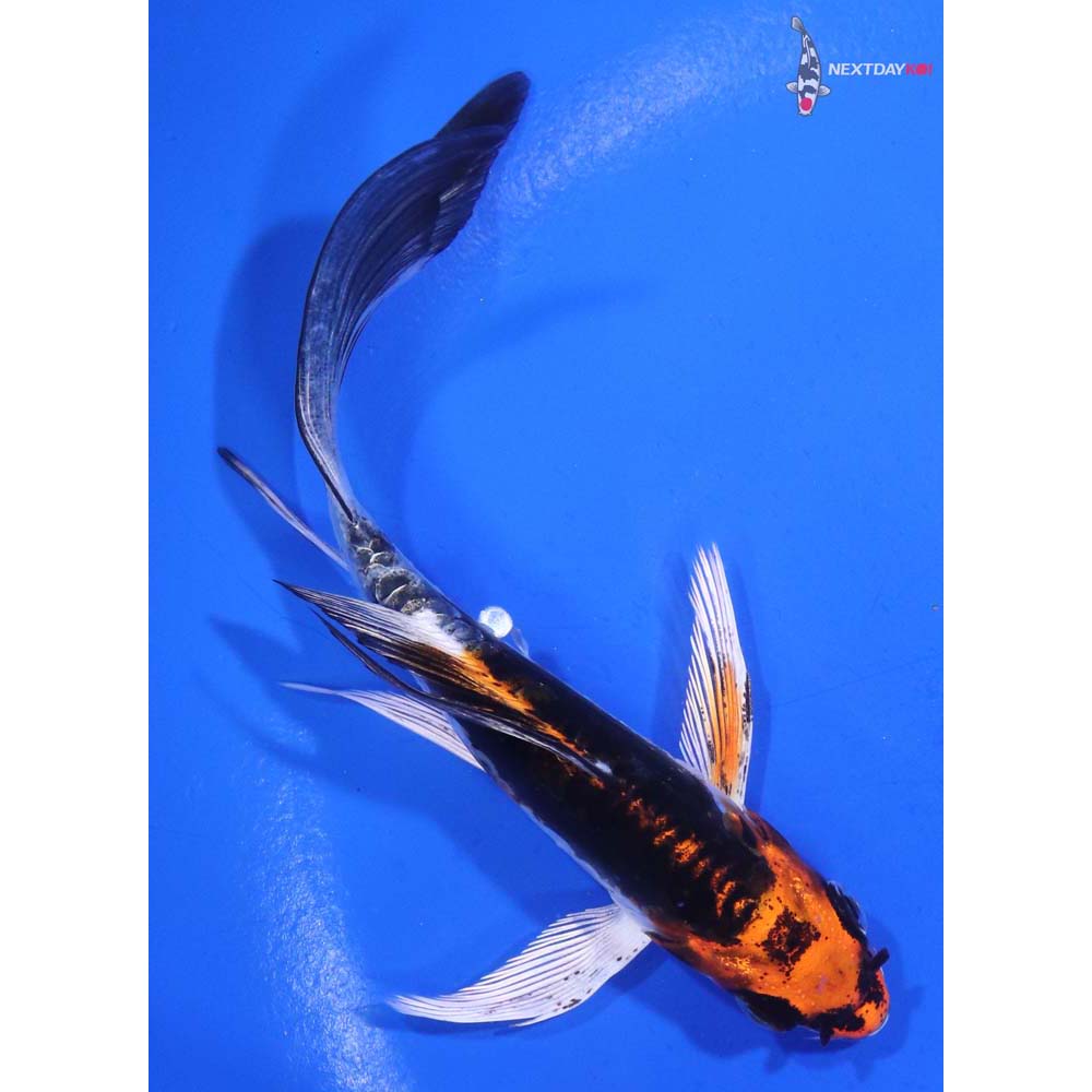 5” Imported Kin Kikokuryu Butterfly Koi