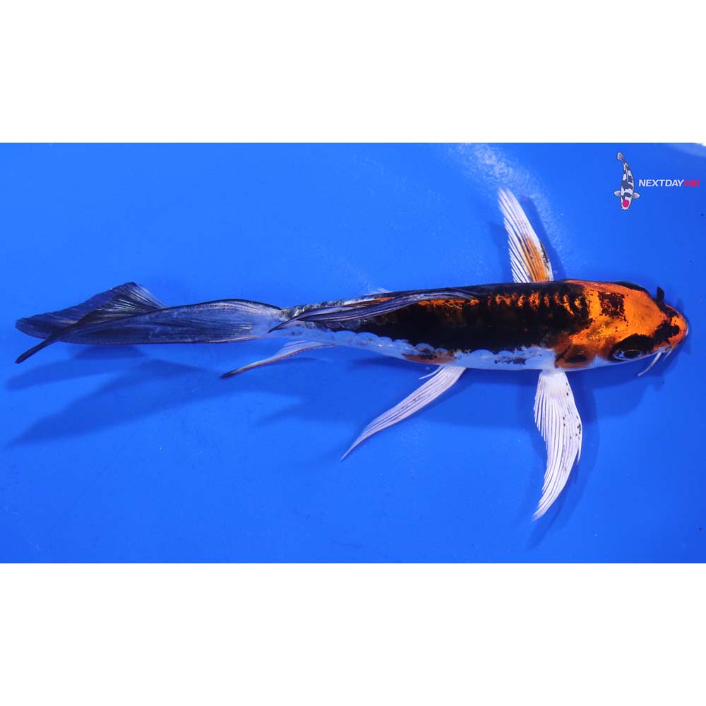 5” Imported Kin Kikokuryu Butterfly Koi