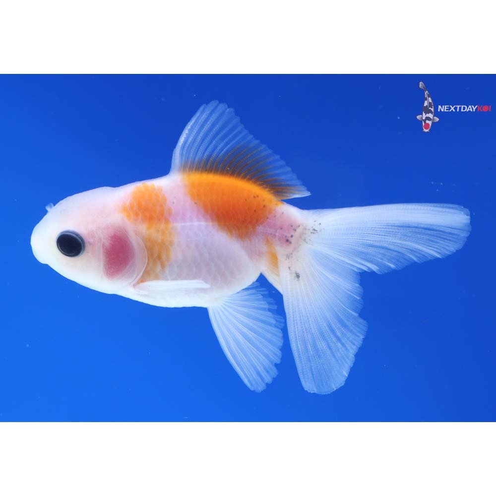 3” Imported Calico Oranda