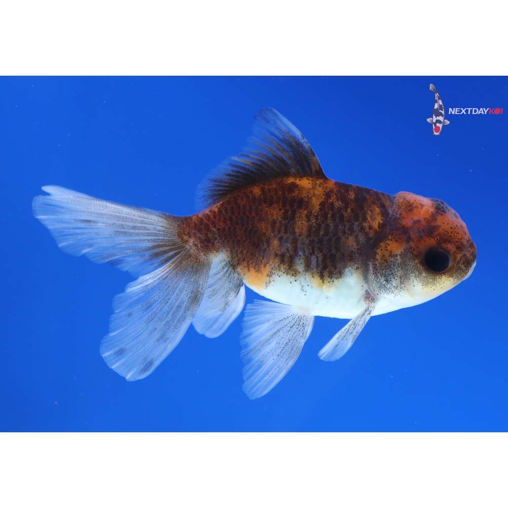 3” Imported Calico Oranda