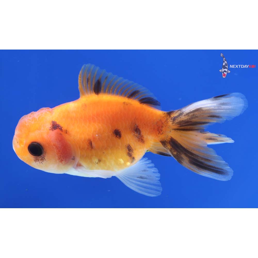 3” Imported Calico Oranda
