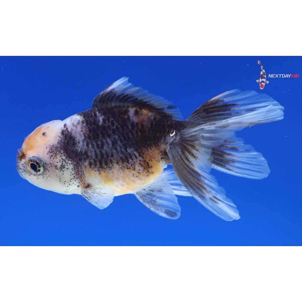 3” Imported Calico Oranda