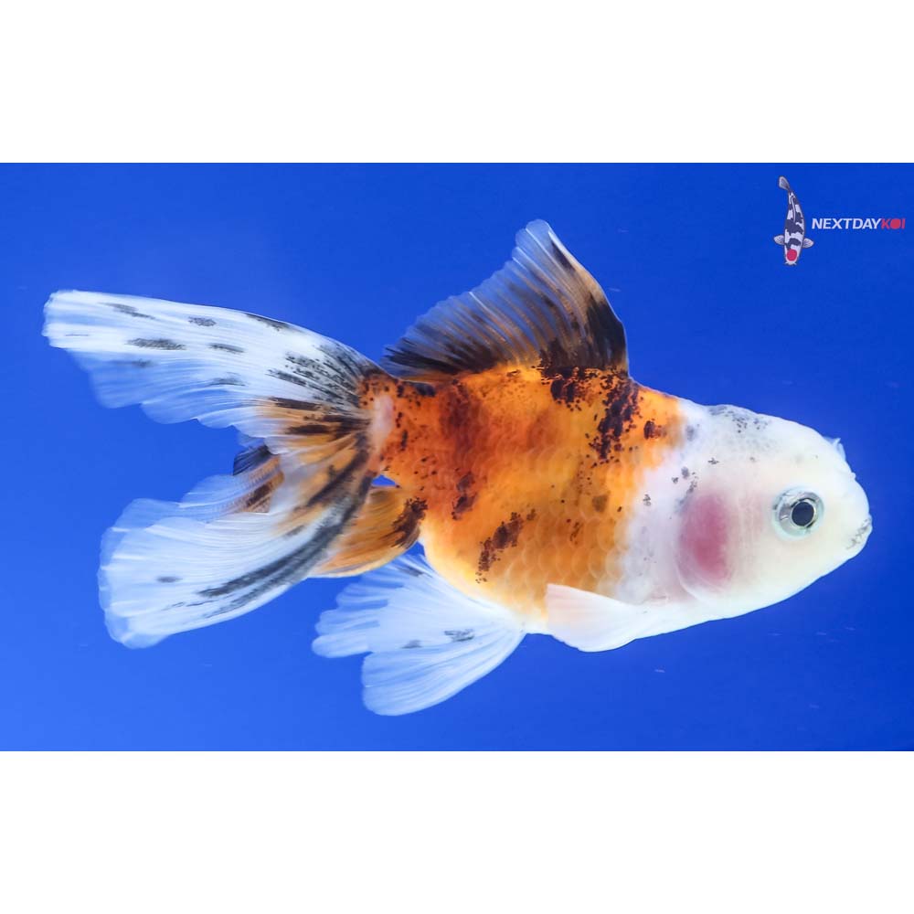 3” Imported Calico Oranda
