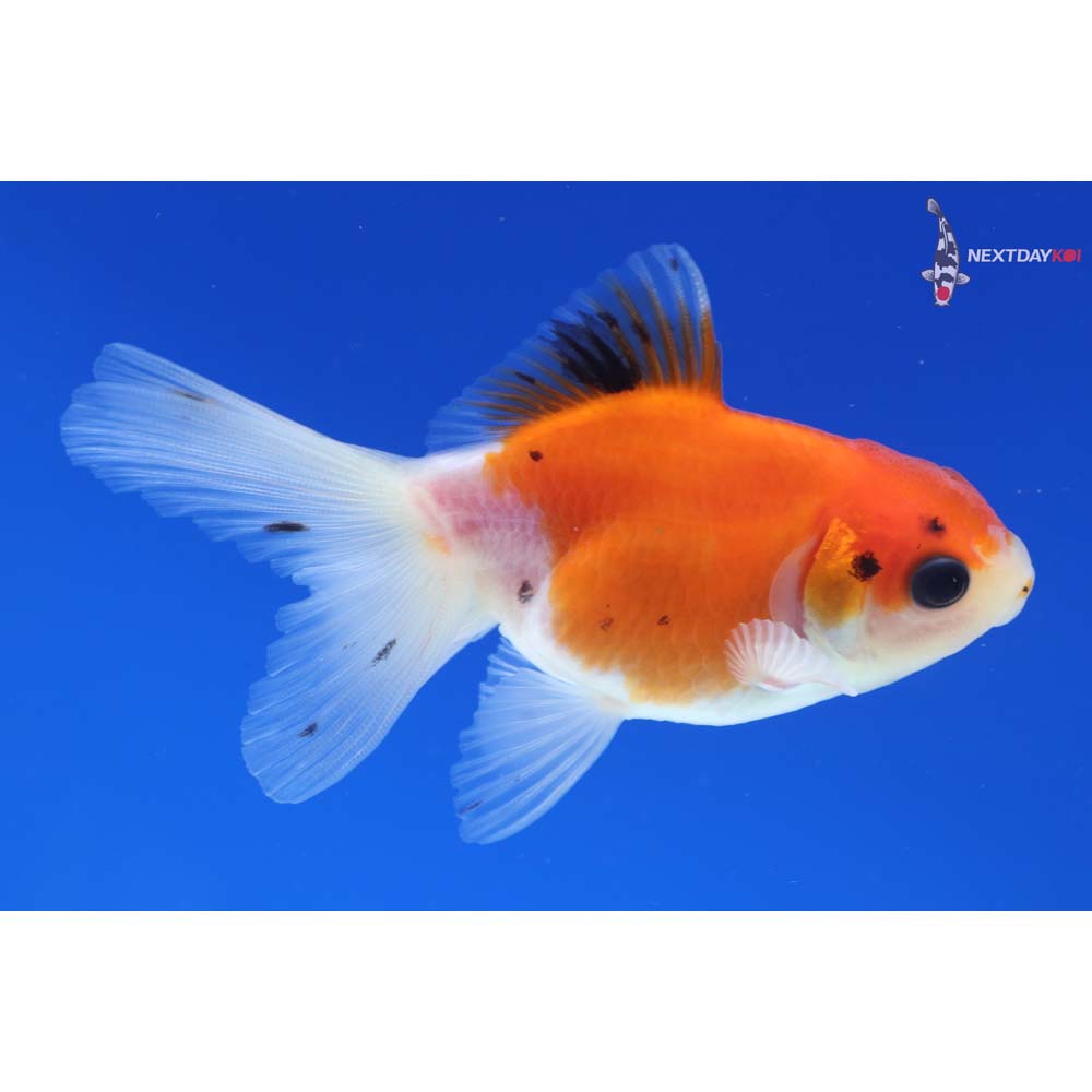 3” Imported Calico Oranda