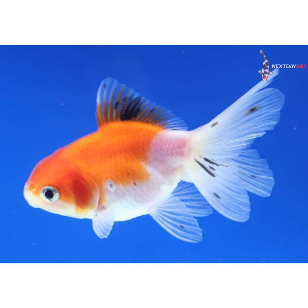 3” Imported Calico Oranda