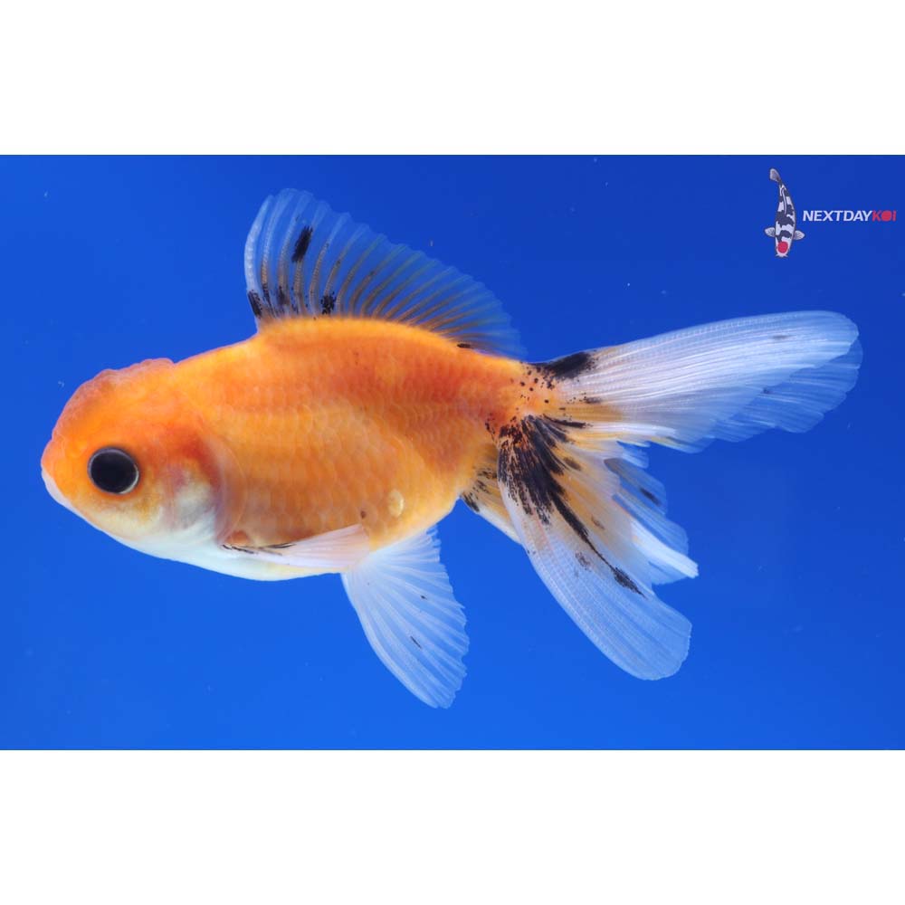 3.5” Imported Calico Oranda