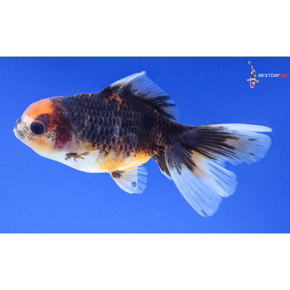 3.5” Imported Calico Oranda