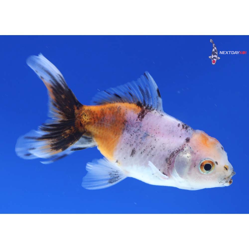 3.5” Imported Calico Oranda
