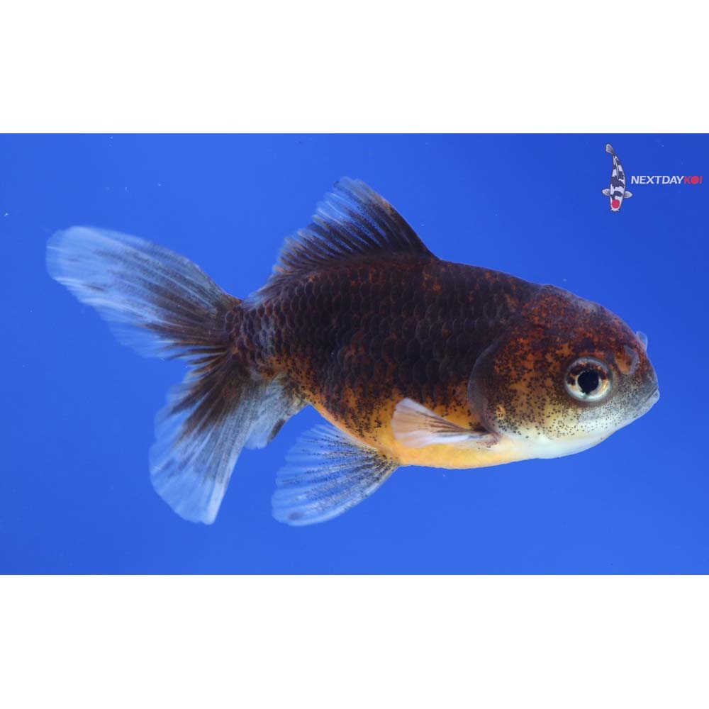 3” Imported Calico Oranda