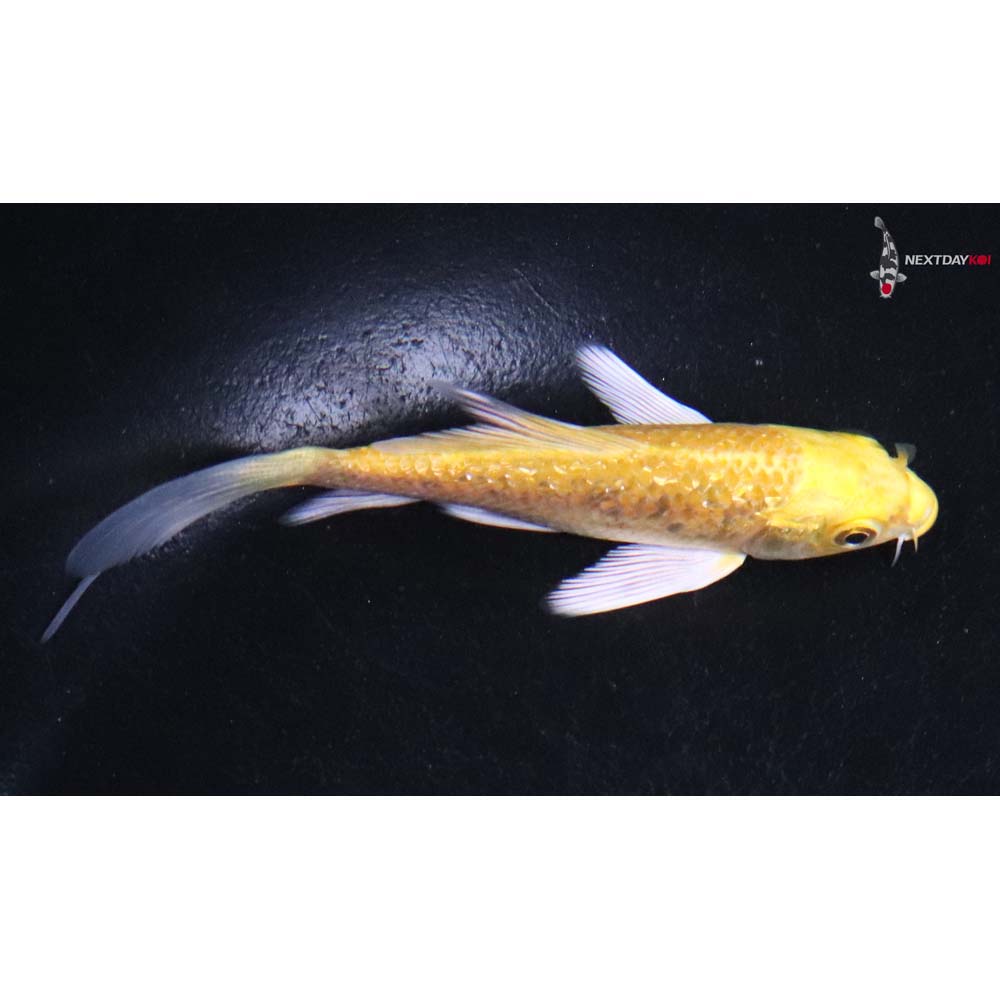 4” Imported Gin Rin Yamabuki Ogon Butterfly Koi