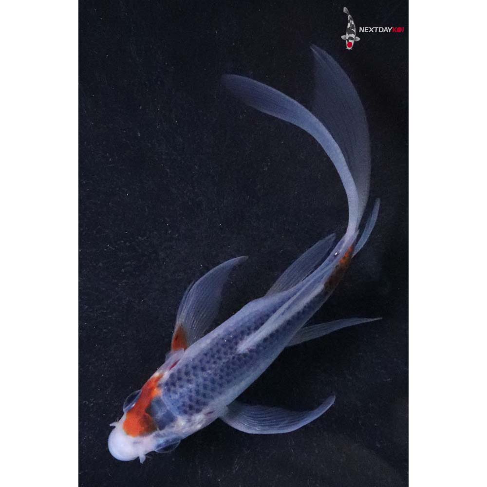 4” Imported Asagi Butterfly Koi