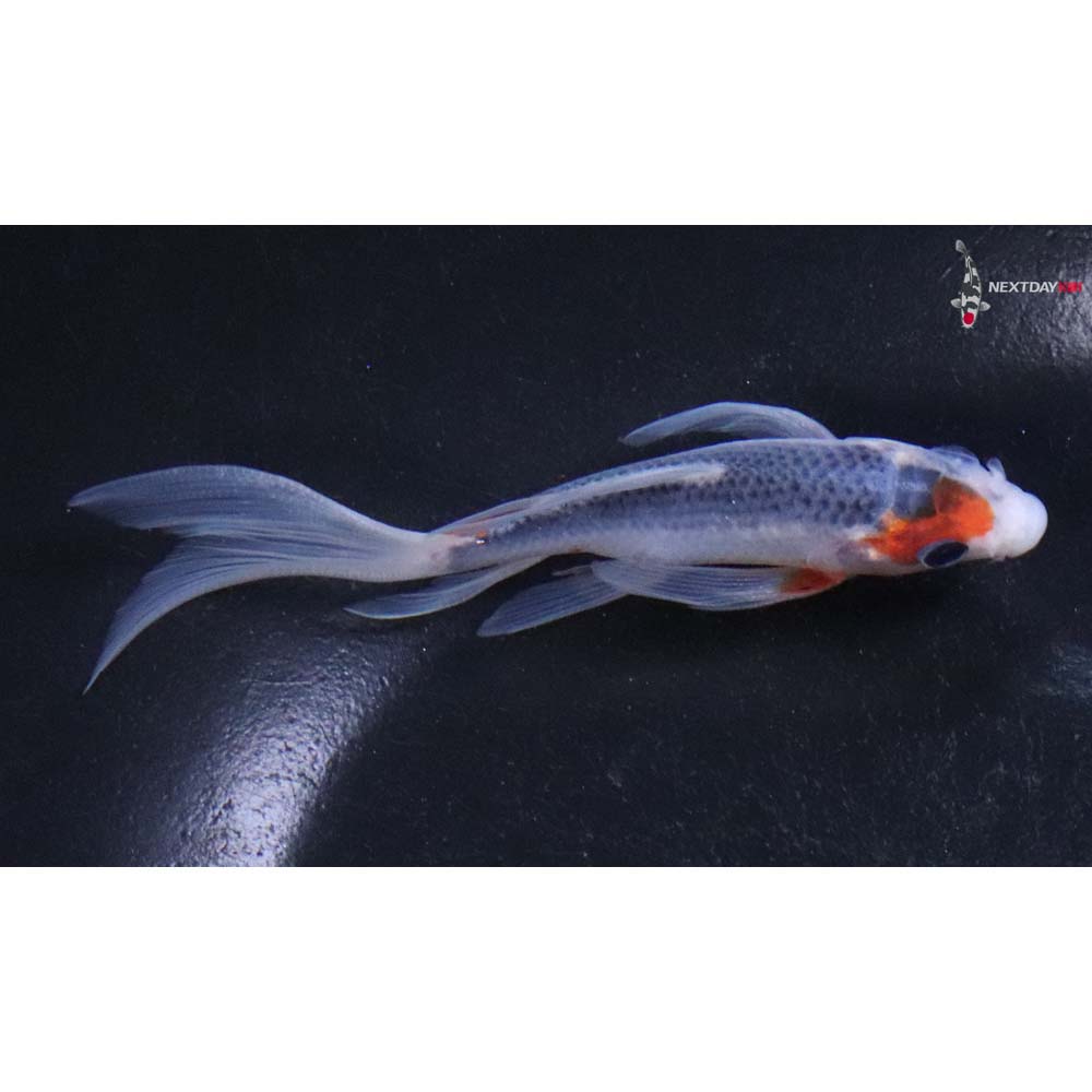 4” Imported Asagi Butterfly Koi