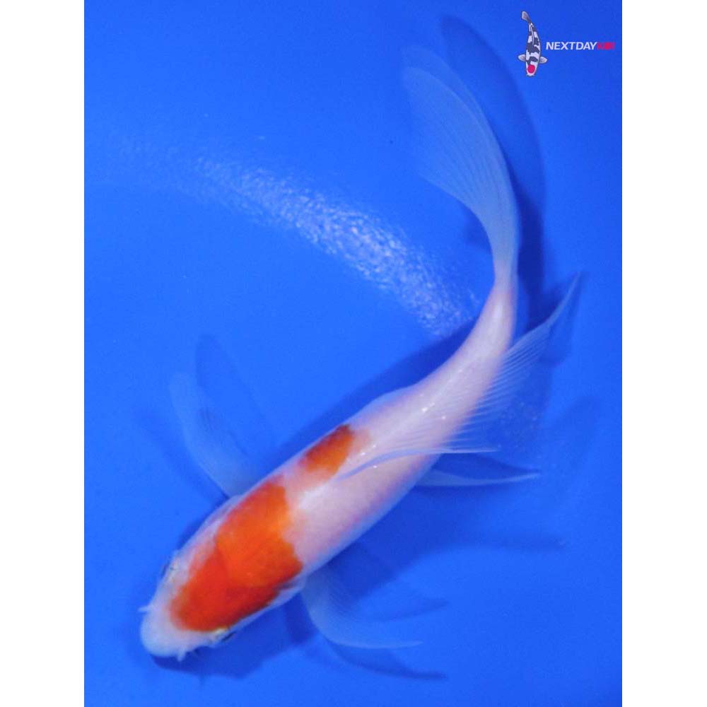 4” Imported Kohaku Butterfly Koi