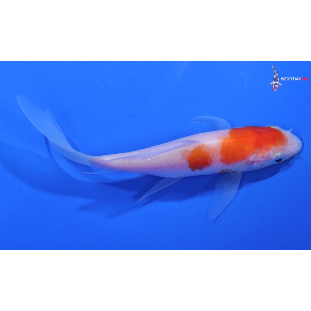 4” Imported Kohaku Butterfly Koi