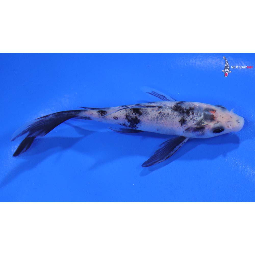 4” Imported Shiro Bekko Butterfly Koi